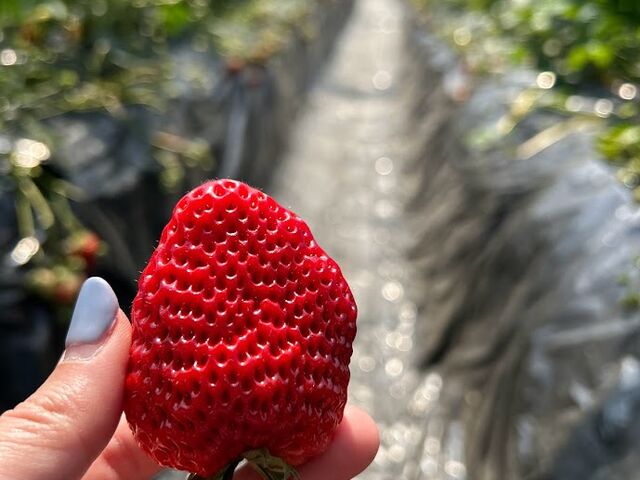 �g�͂邩_�S��������