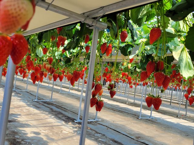 ���������C�`�S�ł���_��Ɣ_��