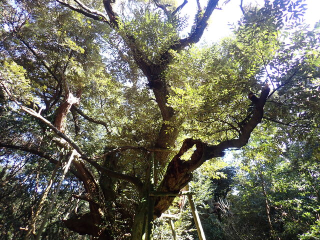 }Cann̑Hȑh؁iqŁj̓eʐ^1