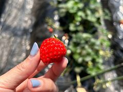 ���������}�}����̐S���������ւ̓��e�ʐ^1