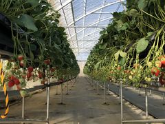 ݂}}ICHIGOHOUSE HITACHINAKAւ̓eʐ^1