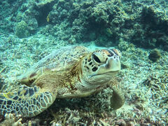 Ȃ݂񂳂̃I[X[Vm[P{Óւ̓eʐ^1