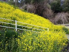 �T�N���T�N����̓��q�t���b�V���p�[�N�����ւ̓��e�ʐ^1