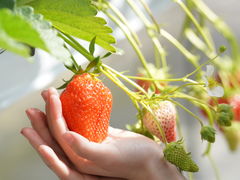 笠取 京いちご畑】予約・アクセス・割引クーポン - じゃらんnet