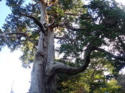 �}�C�a�n�n����̎O��̃r���N�V���̓��e�ʐ^1