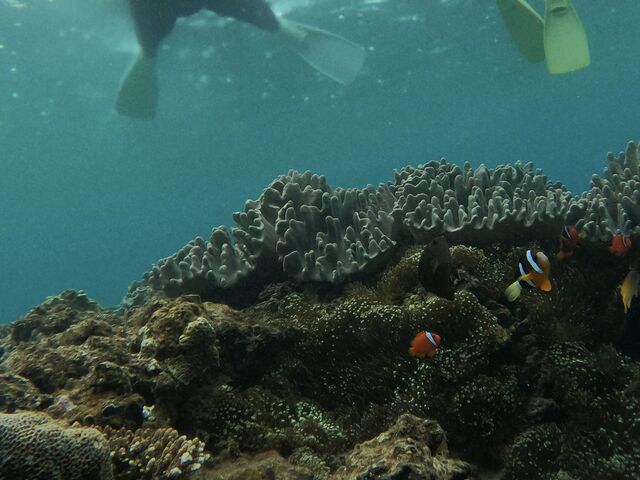 ���܂݂̂������񂢂܂���_DIVE IN CHATAN