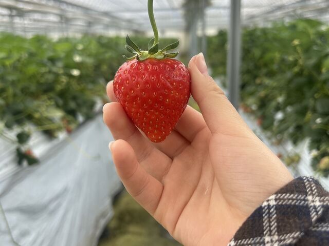 �Ղ����肩�킢���i������́j_�{�c��������