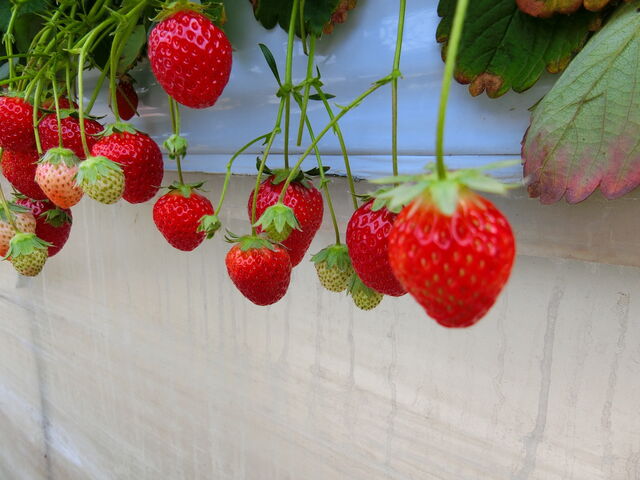 �Ԃ��đ傫��䕂������ς�����܂����I_�쓇��������