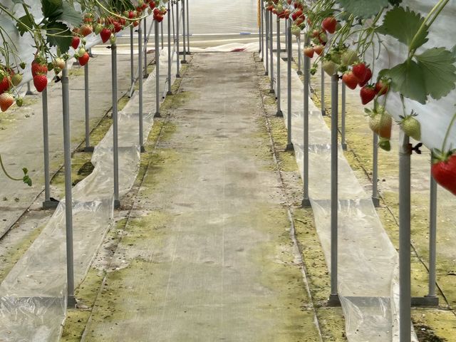 ����Ȋ����ł�_�x���[�Y�t�@�[���@FUSHIMI