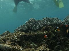 RRDIVE IN CHATANւ̓eʐ^1