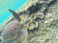 Ƃ݂̃I[X[Vm[P{Óւ̓eʐ^1