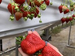 �݂䂤����̂������_����悷���t�@�[���ւ̓��e�ʐ^1