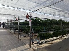 ͂񂳂̃t@[Nu_ւ̓eʐ^1