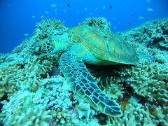 �A���q����̐Ί_���}�����T�[�r�X�߂̉��Ԃ��ւ̓��e�ʐ^1