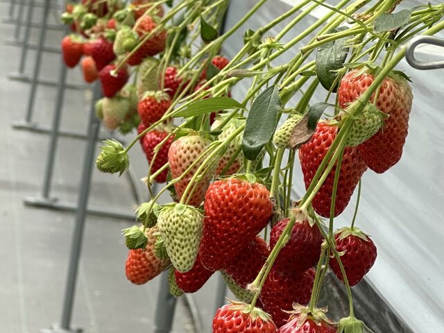 �����ɖ���䕂Ɋ������܂���_�����炬�@�������p�[�N