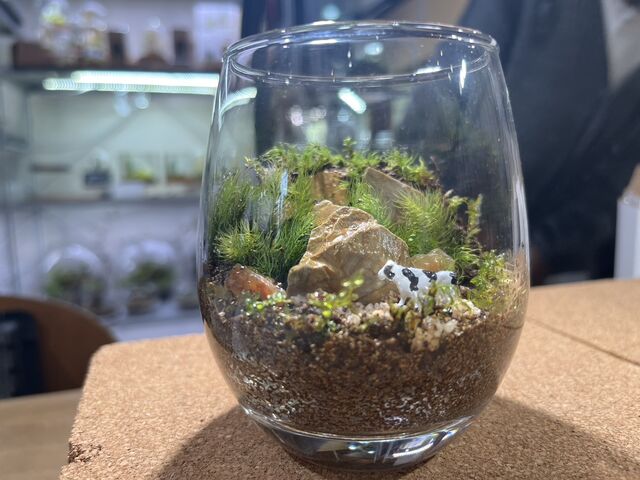 こけむすび 苔テラリウム体験 | 苔むすび