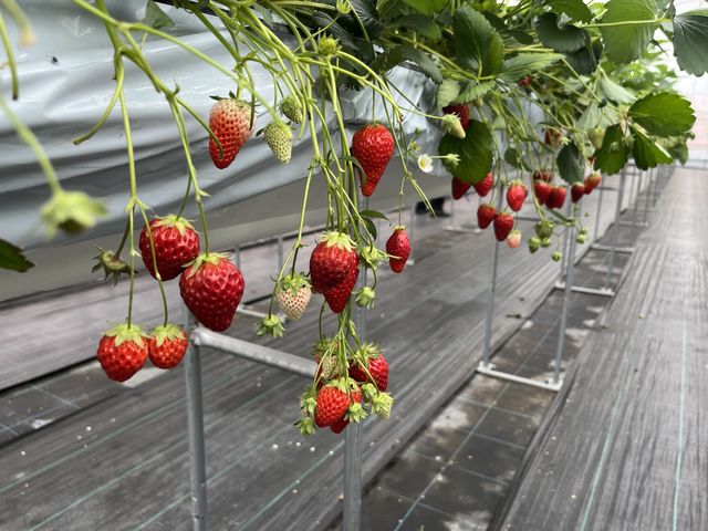 �X�^�b�t�̒��ԁA�I��������ł��܂��B�����̂Ɉꏊ�����Ől�Ԃɂ��܂��Ă�ɂ͂Ȃ��悤�ł��B_�������C�ӂ̂��������s���F�t�F�����t