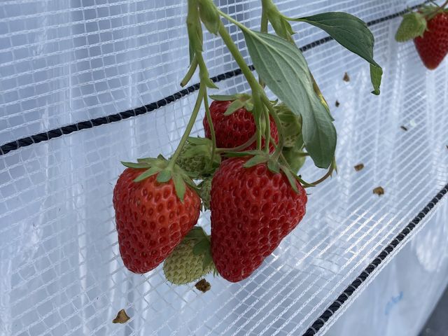 ������������_�D�{�t�@�[���p�[�N