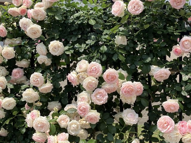 ������t�F���X�̃o��_�~������