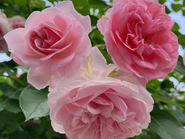 ����ɖ�����܂�_�~������