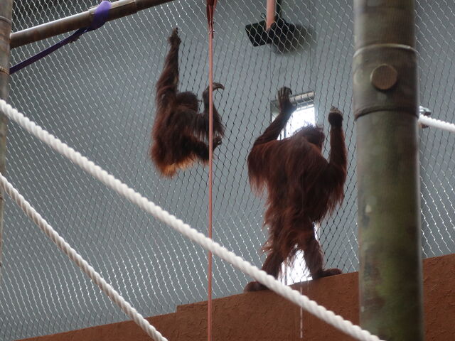 �e�q�łԂ牺���蒆�H_�~�R������