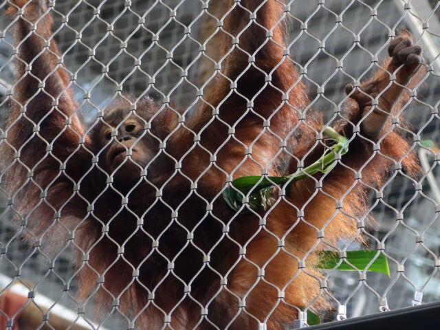 �q�ǂ��͌��C_�~�R������