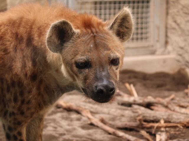 �n�C�G�i���ɂ�_�~�R������