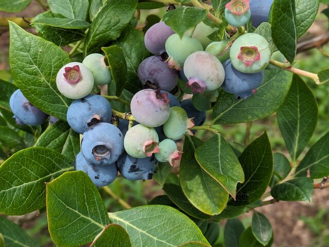 ���̐F���Z���A�}���Ԃ����̂��Â��ł���A�Ƌ����Ă��炢�܂����B_���������˔_��