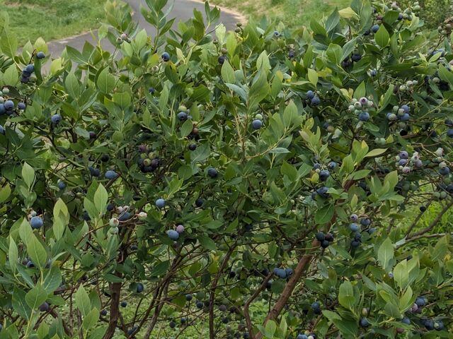 �_���̒[�̂ق��ɒ��ԏꂪ����A�c�񒓎Ԃ��܂��B_���������˔_��