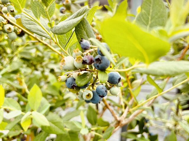 110����H�ה�ׂł��郏�N���N���ł�_�����u���[�x���[��