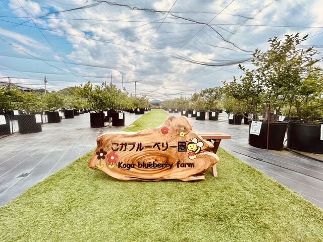 �ʘH���L���Ĉ��S�I_�����u���[�x���[��