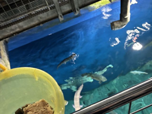 �吅���ւ̉a���_�T�P�̂ӂ邳�Ɛ�ΐ�����