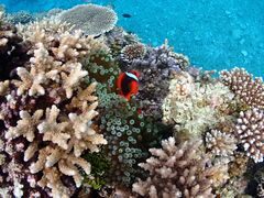 coco̐Ί__CrOVbv@ABCdiveւ̓eʐ^1