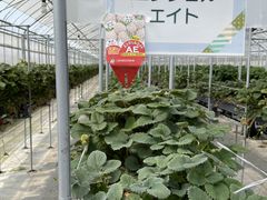 肳Ƃ̂񂢂t@[ւ̓eʐ^1