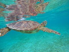 donaldoCHURA{Óւ̓eʐ^1