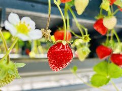 ݂񂳂̂񂢂t@[ւ̓eʐ^1