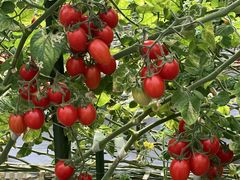 17̂ǂEEH[^[Et@[ւ̓eʐ^2