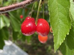 ��������̓n糊ό��N�����@sweet cherry watanabe�ւ̓��e�ʐ^1