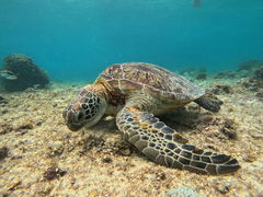 sarinico {Óւ̓eʐ^1