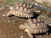 V񂳂̓̉w I󒬃E~K̓eʐ^1