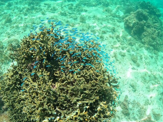 ���̒��̂悤�ȊC��_�V���m�[�P���c�A�[�@��`��