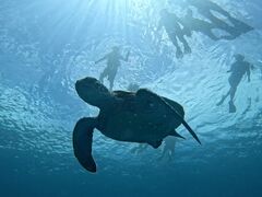 Ԃ񂳂SHISHIΊ_ւ̓eʐ^1