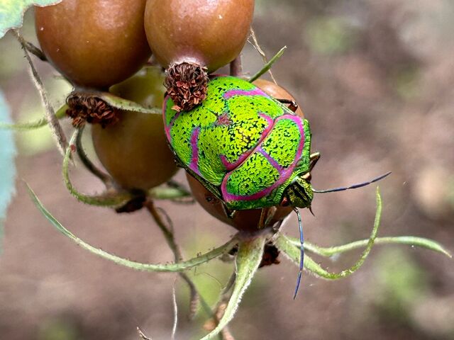 �A�J�X�W�L���J�����V���A���F���K�N�̎��ɂ��܂����B_Coppice GARDEN