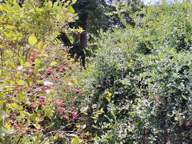 �x���[�̖؁X_�L�Δ_��