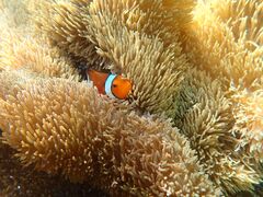 񂳂nico {Óւ̓eʐ^2