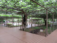 �L������̙֑ɗ��������ւ̓��e�ʐ^2