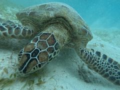 񂳂̃I[X[Vm[P{Óւ̓eʐ^1