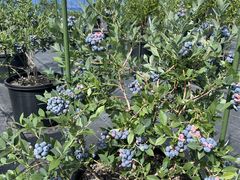 �܂�������̍��v�u���[�x���[�t�@�[�� �������`���`�ւ̓��e�ʐ^1