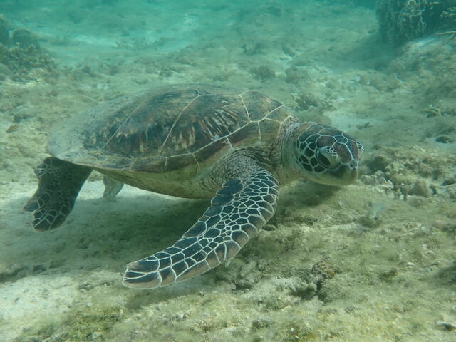 �^�ǂ���܂���_�V�[�g���x���[