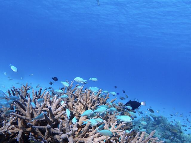 �ÉF��_Reef Club Ququru